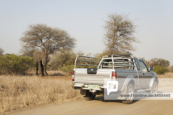 Afrikanischer Elefant (Loxodonta africana)  Parkbesucher beobachten Bullen  Krüger-Nationalpark  Südafrika