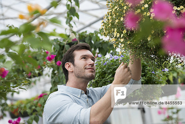 Eine Bio-Blumenpflanzengärtnerei. Ein Mann  der arbeitet und die Pflanzen pflegt.
