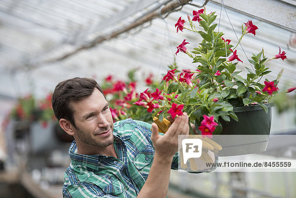 Eine Bio-Blumenpflanzengärtnerei. Ein Mann kontrolliert die Hängekörbe.