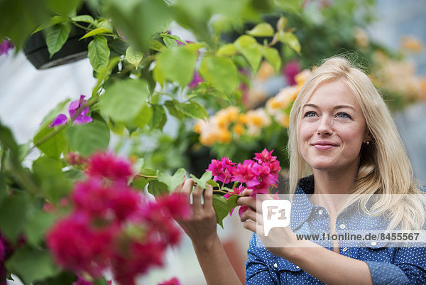 Eine Bio-Blumenpflanzengärtnerei. Eine arbeitende Frau.