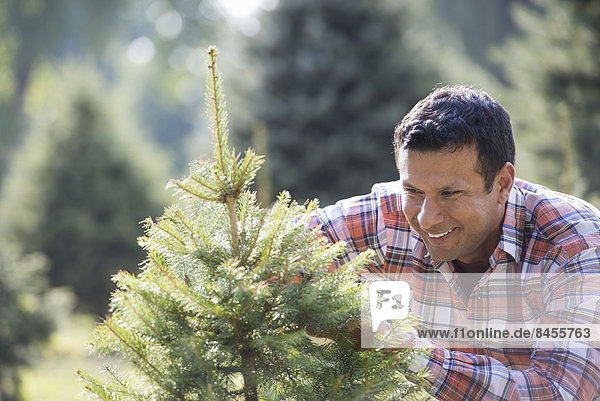 Ein Mann beschneidet einen biologisch angebauten Weihnachtsbaum.