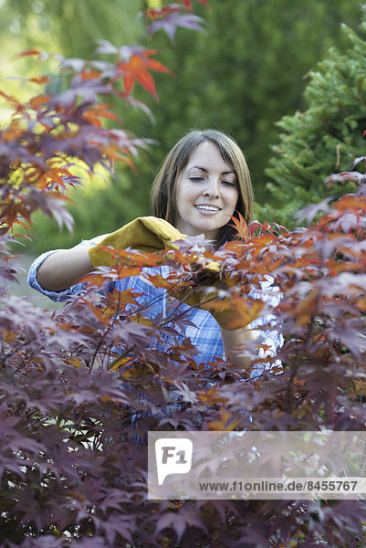 A woman in a tree nursery  pruning the leaves of an acer tree.