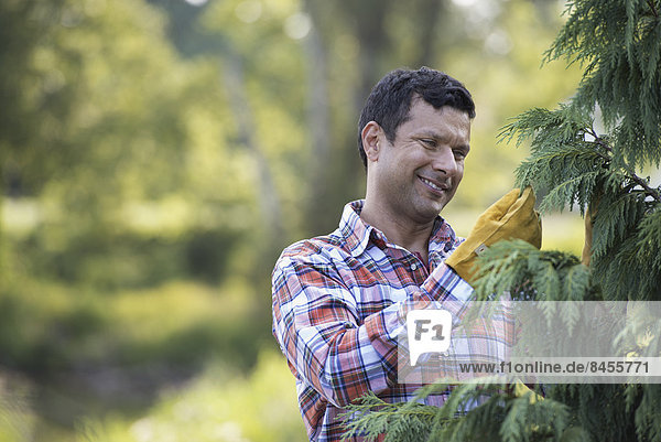 A man pruning an organically grown Christmas tree.