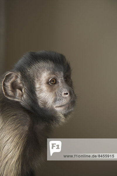 A capuchin monkey seated  head and shoulders.