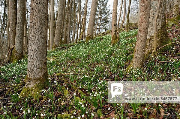 Landschaft  Wald  Schneeflocke  blühen  Bayern  Deutschland  Oberpfalz