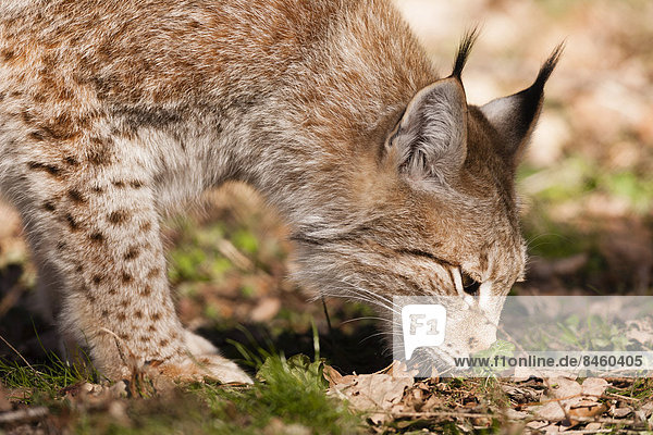 Eurasischer Luchs (Lynx lynx)  Wildpark Poing  Bayern  Deutschland