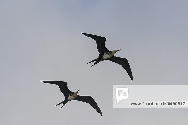 Junge Bindenfregattvögel (Fregata minor) im Flug  Isla Genovesa  Galápagos-Inseln