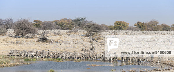Steppenzebras (Equus quagga)  Zebraherde trinkt an der Wasserstelle Homob  Etosha-Nationalpark  Namibia