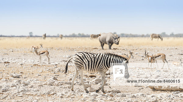Steppenzebra (Equus quagga)  hinten ein Spitzmaulnashorn (Diceros bicornis)  Etosha-Nationalpark  Namibia
