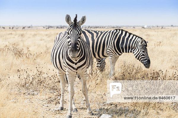 Steppenzebras (Equus quagga)  Etosha-Nationalpark  Namibia
