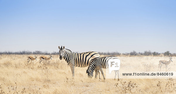 Steppenzebra (Equus quagga) mit Fohlen  Etosha-Nationalpark  Namibia