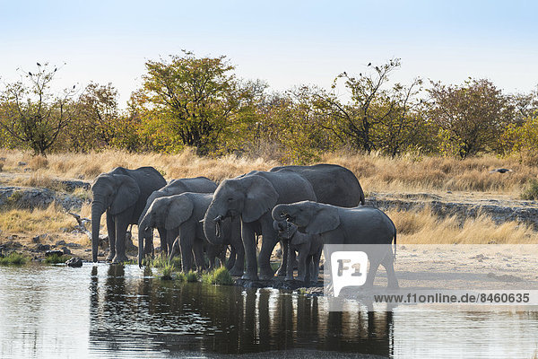 Afrikanische Elefanten (Loxodonta africana) Elefantenherde an der Wasserstelle Nuamses Etosha-Nationalpark Namibia