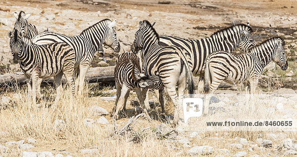Zebraherde  Steppenzebras (Equus burchellii)  Etosha-Nationalpark  Namibia