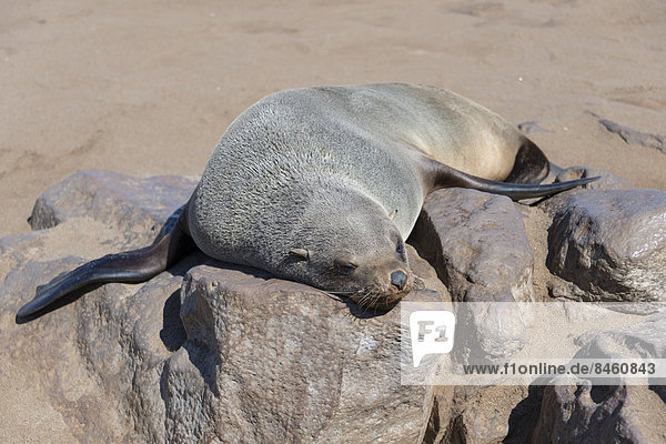 Robbe schläft auf Fels  Südafrikanischer Seebär (Arctocephalus pusillus)  Dorob-Nationalpark  Kreuzkap  Namibia
