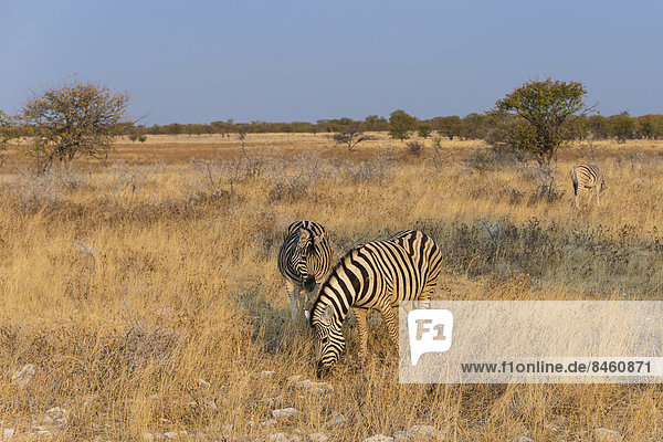 Steppenzebras (Equus burchellii)  Etosha-Nationalpark  Namibia