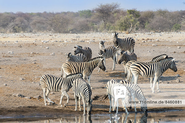 Steppenzebras (Equus quagga burchellii)  Zebraherde beim Trinken  Wasserstelle Chudop  Etosha-Nationalpark  Namibia