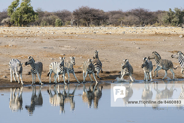 Steppenzebras (Equus quagga burchellii)  Zebraherde beim Trinken gerät in Panik  Wasserstelle Chudop  Etosha-Nationalpark  Namibia