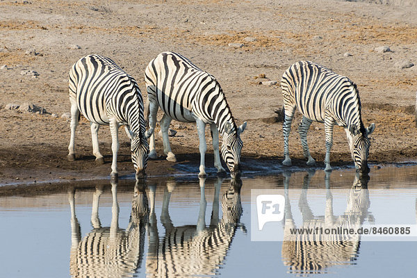 Drei Steppenzebras (Equus quagga burchellii) spiegeln sich beim Trinken  Wasserstelle Chudop  Etosha-Nationalpark  Namibia