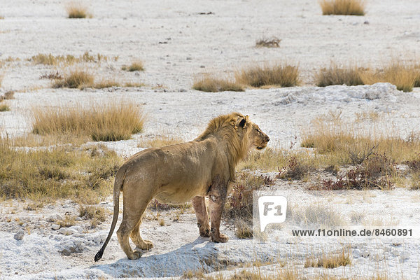 Löwe (Panthera leo)  Männchen  vollgefressen  am Rand der Etosha-Salzpfanne  Etosha-Nationalpark  Namibia