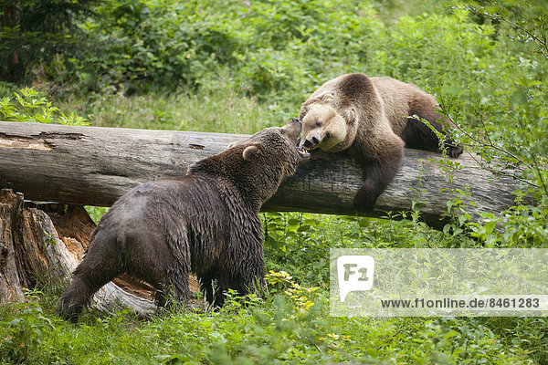 Europäische Braunbären (Ursus arctos) streiten sich  Gehegezone Nationalpark Bayerischer Wald  Neuschönau  Niederbayern  Bayern  Deutschland