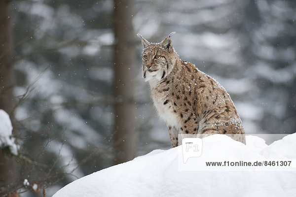 Luchs (Lynx lynx) sitzt im Schnee  Gehegezone Nationalpark Bayerischer Wald  Bayern  Deutschland