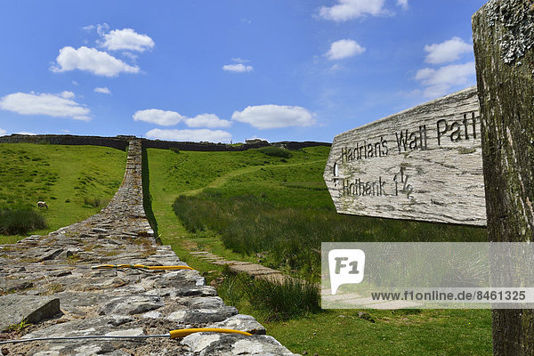 Der Hadrianswall schlängelt sich durch die Landschaft  Housesteads Roman Fort  Haydon Bridge  Hexham  Northumberland  England  Großbritannien