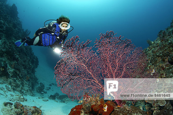 Female scuba diver looking at a Gorgonian  Fan Coral  Soft Coral  UNESCO World Heritage Site  Great Barrier Reef  Australia  Pacific Ocean