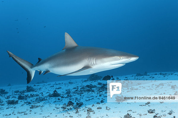 Grey Reef Shark (Carcharhinus amblyrhynchos) swimming above sandy sea floor  UNESCO World Heritage Site  Great Barrier Reef  Australia  Pacific Ocean