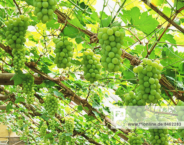 Muscat grapes  Okayama Prefecture