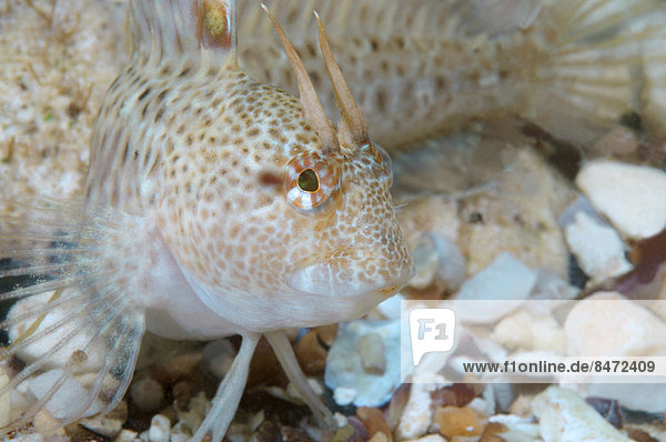 Läppchen-Schleimfisch oder Gehörnter Schleimfisch (Parablennius tentacularis)  Schwarzes Meer  Krim  Ukraine