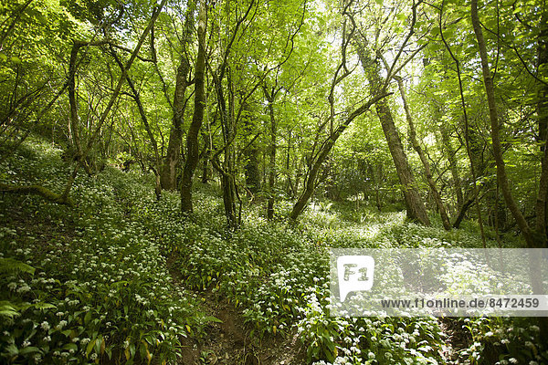 Wald im Dartmoor-Nationalpark  Lyndford  England  Großbritannien
