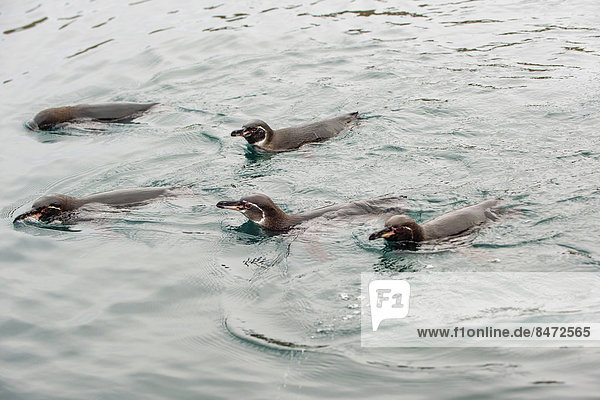 Galápagos-Pinguine (Spheniscus mendiculus)  schwimmen  Insel Isabela  Galapagosinseln  Ecuador