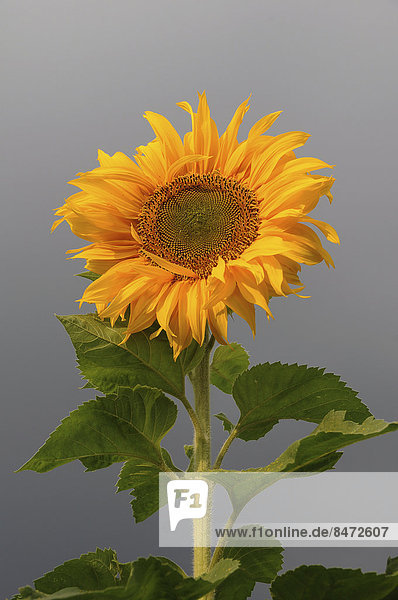 Sonnenblume (Helianthus annuus)  Deutschland