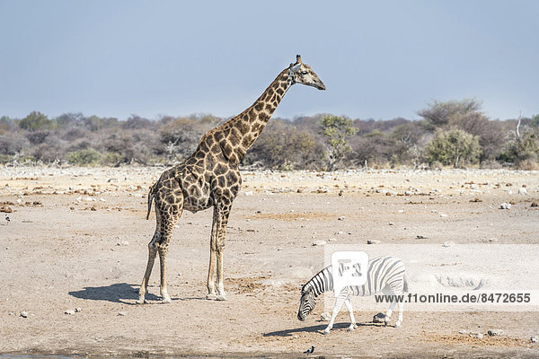 Giraffe (Giraffa camelopardis) und Burchell-Zebra (Equus quagga burchelli)  Wasserstelle Chudop  Etosha-Nationalpark  Namibia