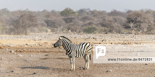 Burchell-Zebra (Equus quagga burchellii)  Etosha Nationalpark  Namibia