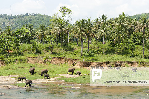 Gruppe von Asiatischen Elefanten (Elephas maximus) am Flussufer  Pinnawala  Provinz Sabaragamuwa  Sri Lanka