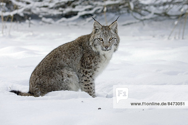 Luchs (Lynx lynx)  Hessen  Deutschland