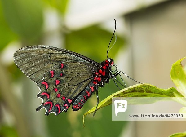 Schwalbenschwanz Papilio machaon ruhen Pflanzenblatt Pflanzenblätter Blatt amerikanisch Schmetterling grimassieren Grimasse Grimassen schneiden das Gesicht verziehen Süden