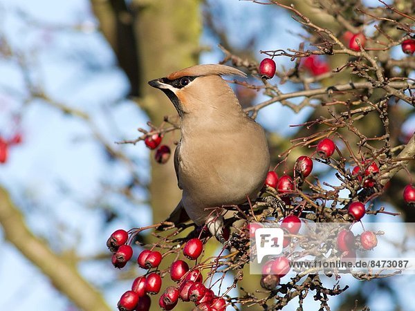 Seidenschwanz Bombycilla garrulus Beerenobst füttern Weißdorn