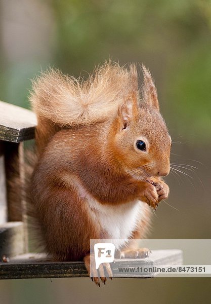Hörnchen Sciuridae See rot essen essend isst Erdnuss füttern Ortsteil