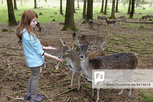 Child  girl feeding deer  Poing Wildlife Park  Upper Bavaria  Bavaria  Germany
