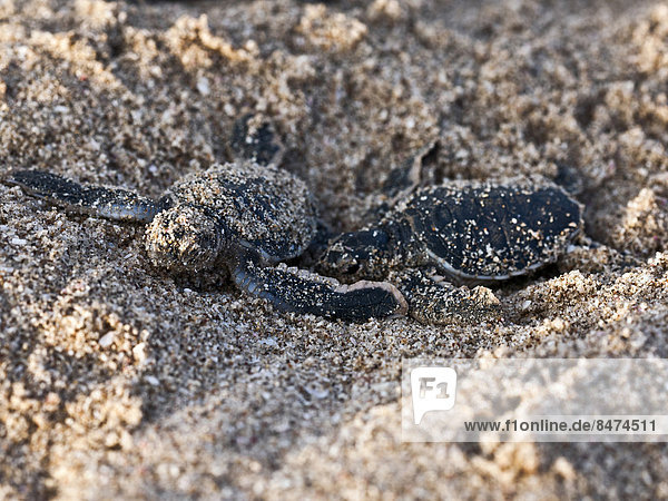 Strand grün jung Wasserschildkröte Schildkröte Oman