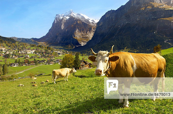 Hausrind Hausrinder Kuh über Milchprodukt Berg Wiese Westalpen Grindelwald Schweiz Schweizer Alpen Kanton Bern