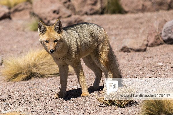 Andenschakal (Dusicyon culpaeus)  Atacama  Anden  Chile