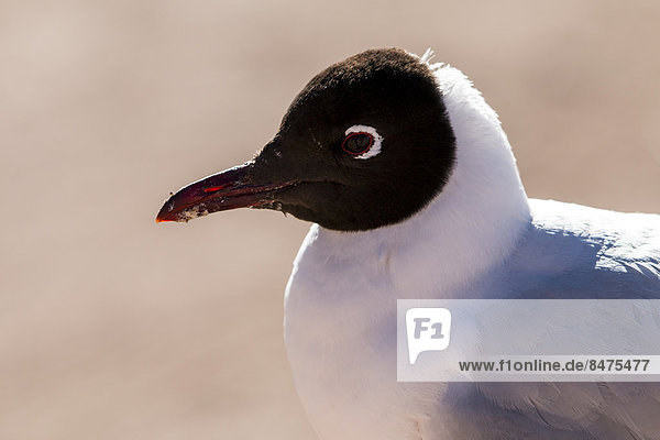 Lachmöwe (Larus ridibundus)  Anden  Chile