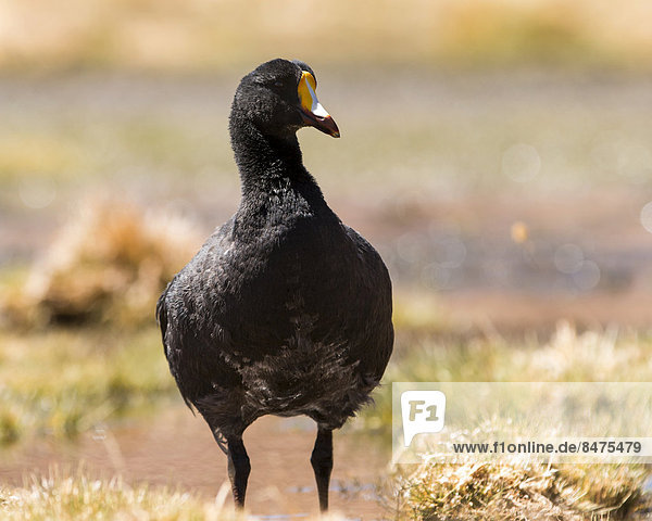 Riesenblässhuhn (Fulica gigantea)  Atacamawüste  Región de Antofagasta  Chile
