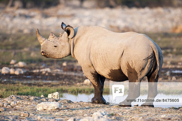 Spitzmaulnashorn (Diceros bicornis) am Wasserloch Rietfontein Etosha Nationalpark Namibia