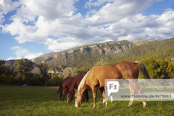 Gras grasen