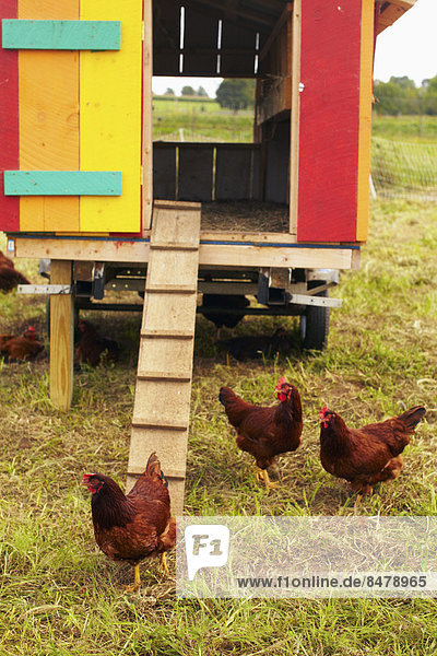 USA  New York State  Rhode Island  Chickens on farm