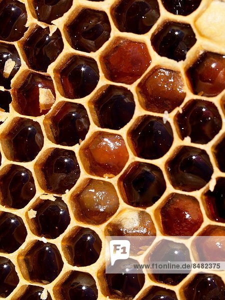 arbeiten  Biene  Keller  Honig